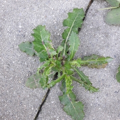 Sonchus asper
