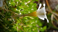 Euphrasia disperma