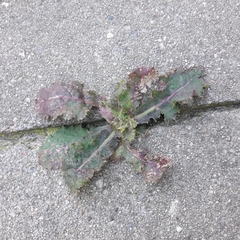 Sonchus asper