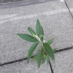 Buddleja davidii
