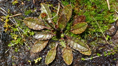 Brachyglottis traversii