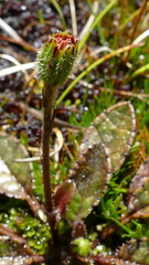 Brachyglottis traversii