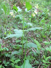 Symphytum tuberosum