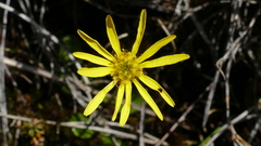 Brachyglottis traversii