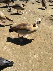 Alopochen aegyptiaca
