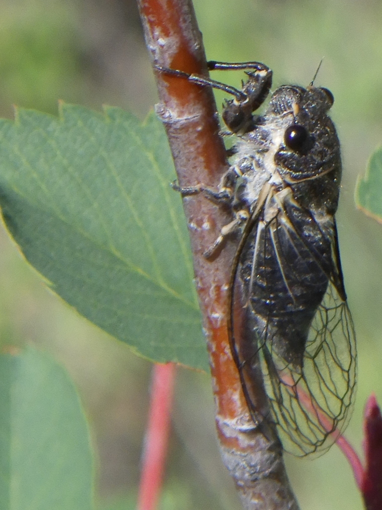 Wing-tapping Cicadas from Spokane County, WA, USA on May 27, 2024 at 10 ...