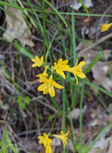 Image of Triteleia crocea by (c) Kayla Sweeten, some rights reserved (CC BY)