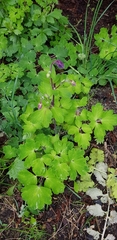 Aquilegia vulgaris