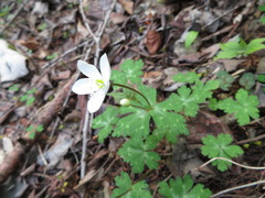 Anemonastrum flaccidum