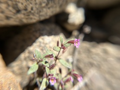 Erythranthe rubella