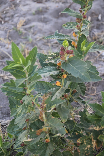 Dwarf Fig (Ficus pygmaea)