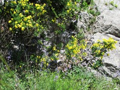 Hippocrepis emerus