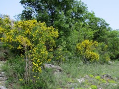 Hippocrepis emerus