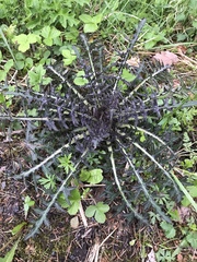 Cirsium palustre