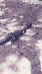 Caiman crocodilus chiapasius