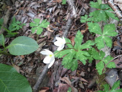 Anemonastrum flaccidum