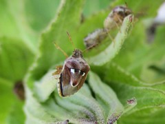 Stagonomus bipunctatus