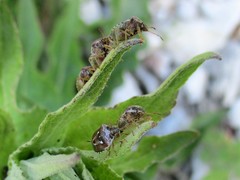Stagonomus bipunctatus