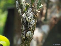 Cappaea taprobanensis