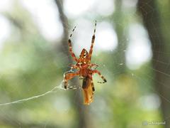 Argiope ocula