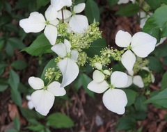 Hydrangea scandens