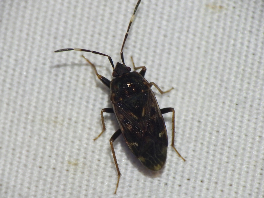 Neopetissius slaterorum
