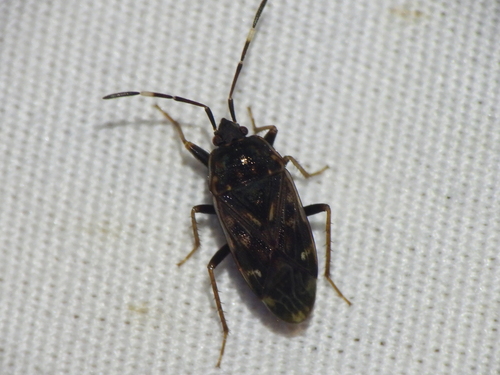 Neopetissius slaterorum