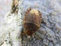 Sciocoris homalonotus