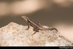 Sceloporus chrysostictus