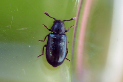 Necrobia violacea