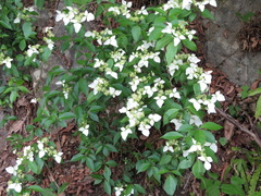 Hydrangea scandens