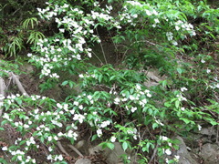 Hydrangea scandens