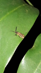 Trichalus ampliatus