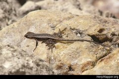 Sceloporus chrysostictus