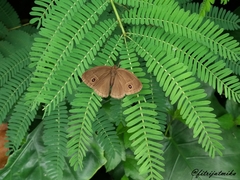 Mycalesis mineus