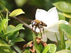 Xylocopa phalothorax