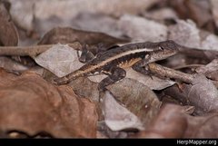 Sceloporus chrysostictus