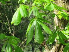 Aesculus turbinata