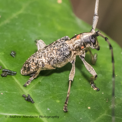 Acalolepta permutans