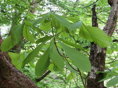 Aesculus turbinata