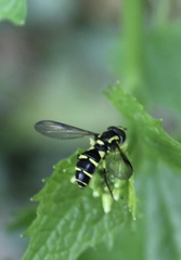 Xanthogramma