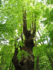 Aesculus turbinata