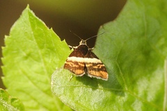 Choreutis xanthogramma