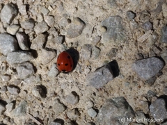 Coccinella septempunctata