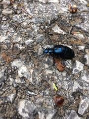 Meloe violaceus