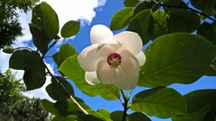 Magnolia sieboldii