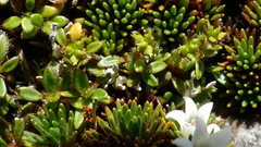 Actinotus novae-zelandiae
