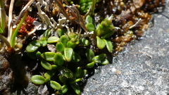Actinotus novae-zelandiae