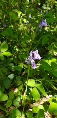 Hyacinthoides non-scripta