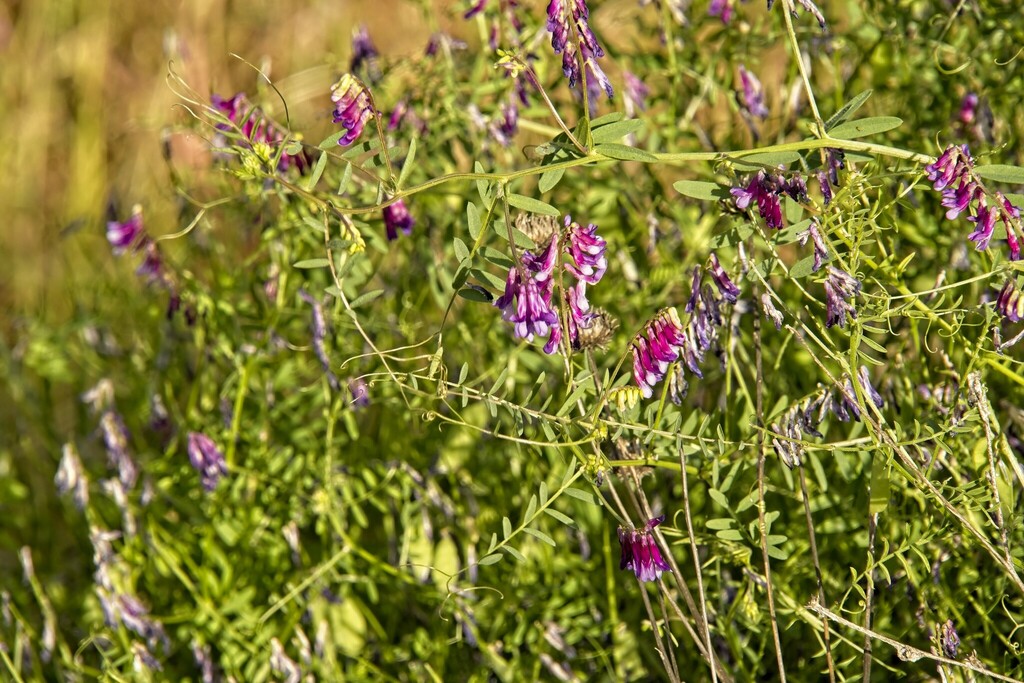 Vetches from Keswick, CA 96001, USA on May 19, 2024 at 06:28 AM by ...